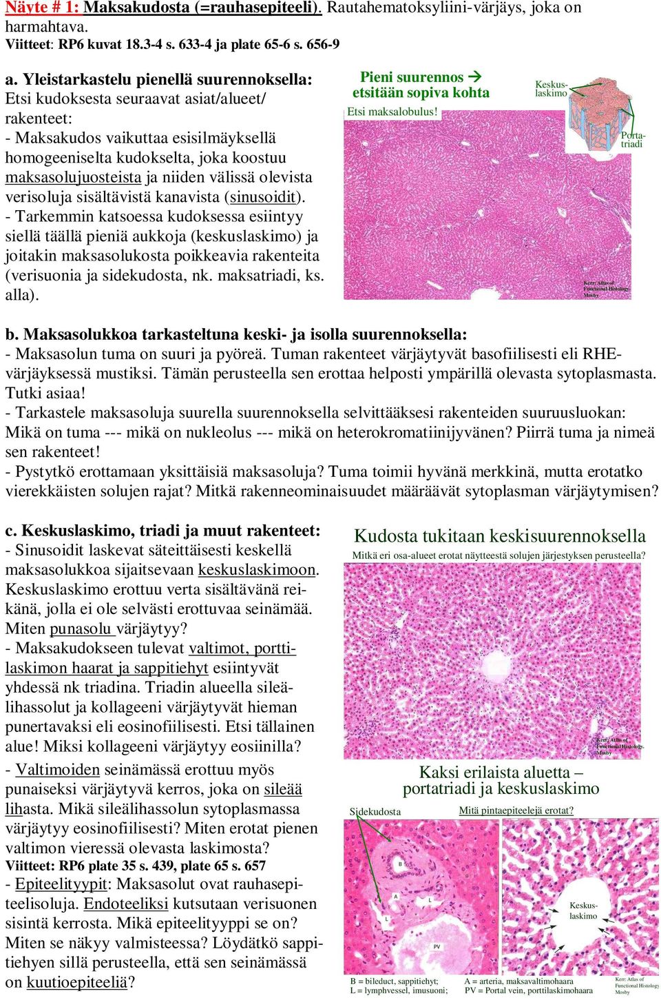 niiden välissä olevista verisoluja sisältävistä kanavista (sinusoidit).