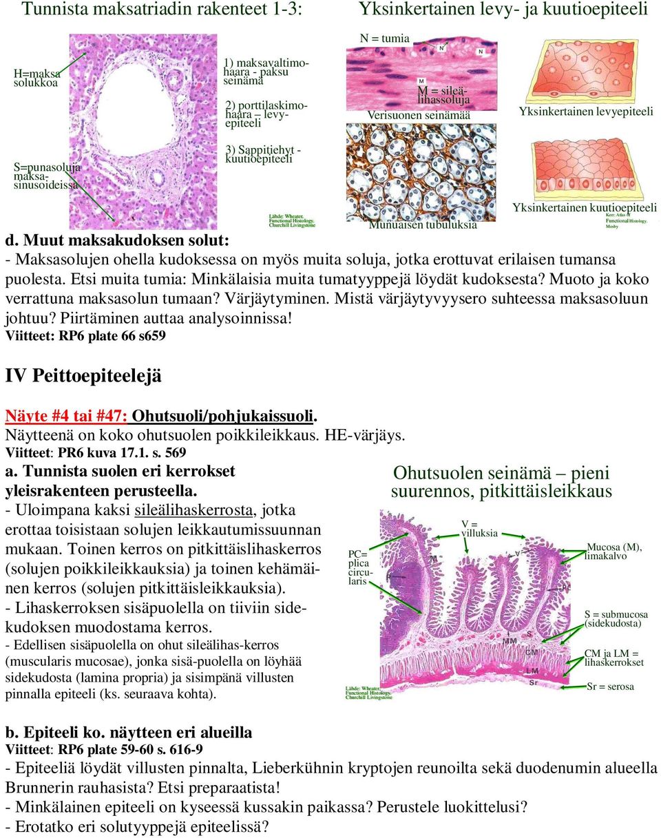 kuutioepiteeli d. Muut maksakudoksen solut: - Maksasolujen ohella kudoksessa on myös muita soluja, jotka erottuvat erilaisen tumansa puolesta.