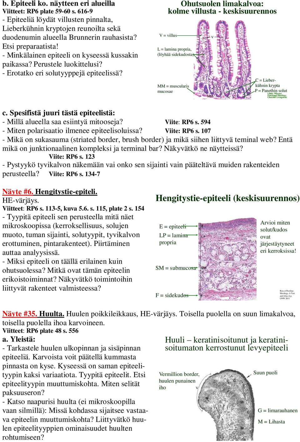 Ohutsuolen limakalvoa: kolme villusta - keskisuurennos V = villus L = lamina propria, (löyhää sidekudosta) MM = muscularis mucosae C = Lieberkühnin krypta P = Panethin solut Lähde: Wheater, Churchill