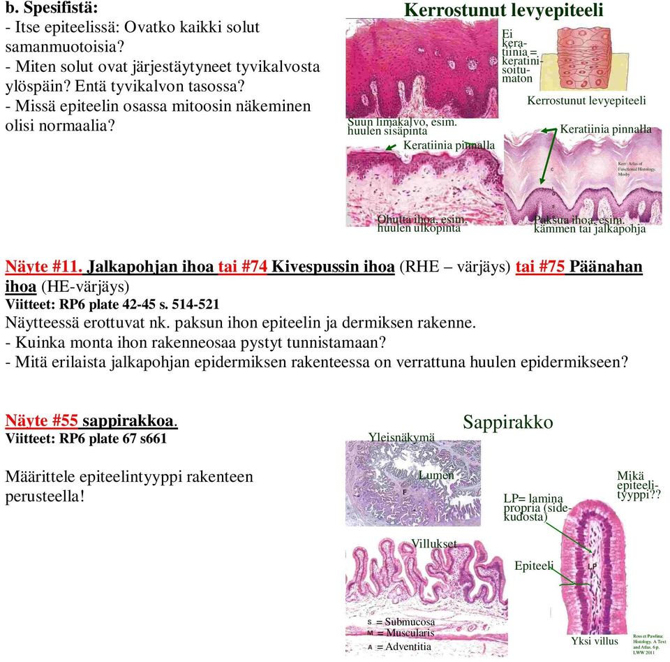 huulen sisäpinta Keratiinia pinnalla Ei keratiinia = keratinisoitumaton Kerrostunut levyepiteeli Keratiinia pinnalla Ohutta ihoa, esim. huulen ulkopinta Paksua ihoa, esim.