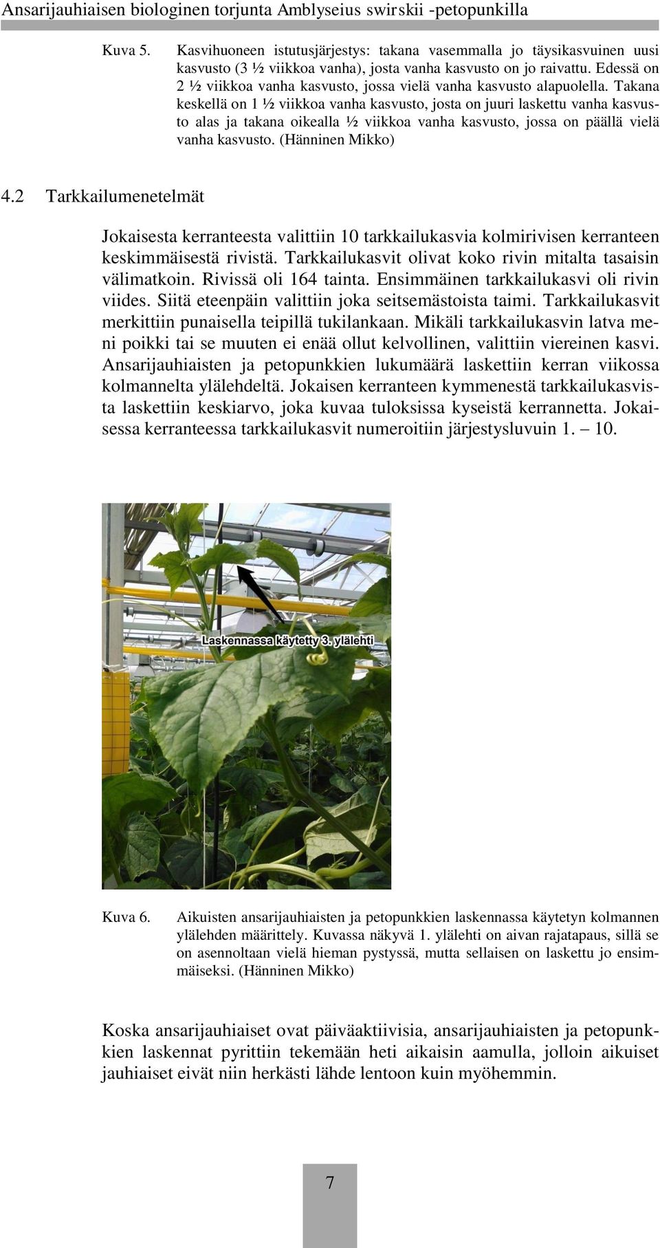 Takana keskellä on 1 ½ viikkoa vanha kasvusto, josta on juuri laskettu vanha kasvusto alas ja takana oikealla ½ viikkoa vanha kasvusto, jossa on päällä vielä vanha kasvusto. (Hänninen Mikko) 4.