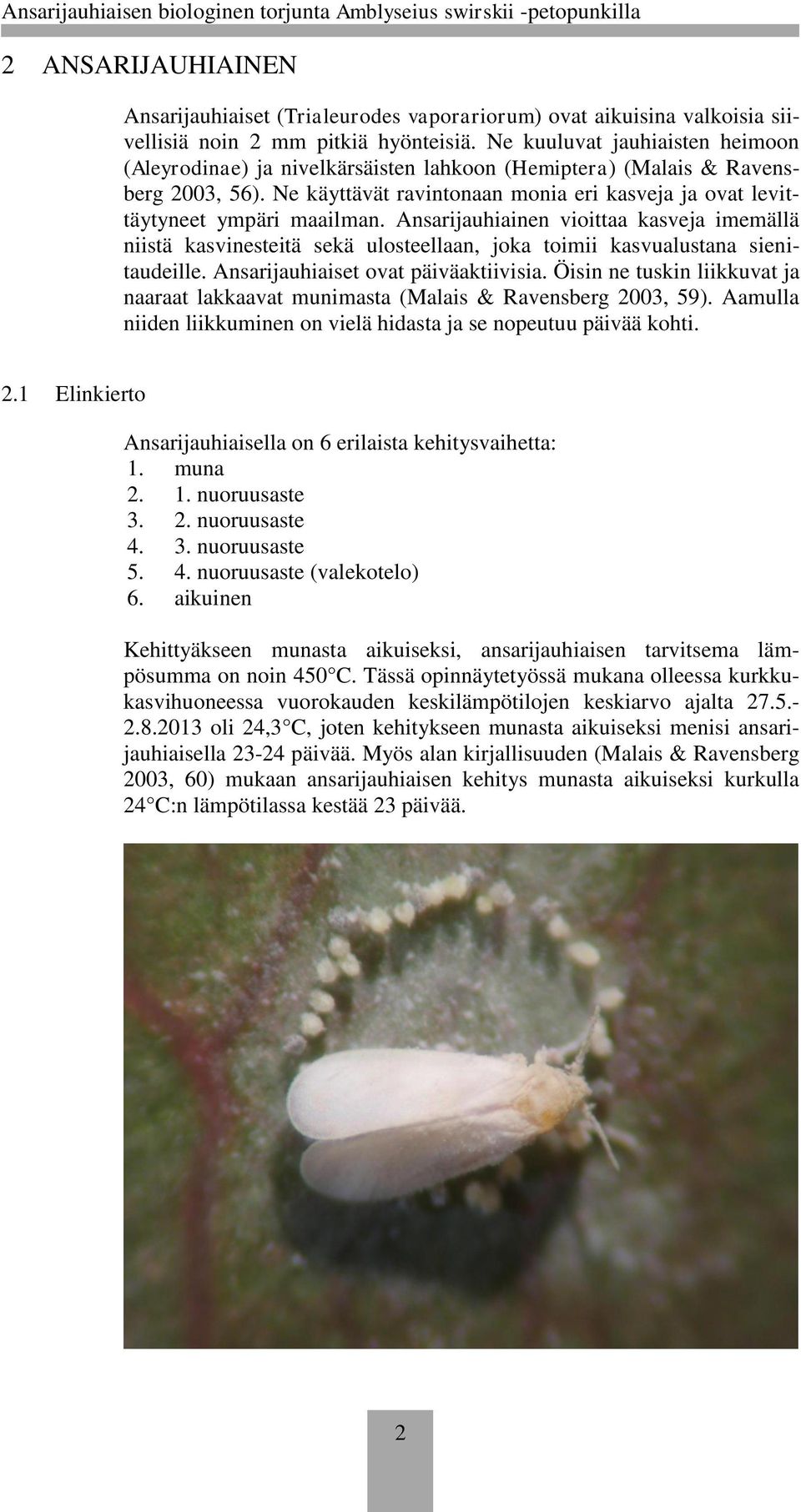 Ansarijauhiainen vioittaa kasveja imemällä niistä kasvinesteitä sekä ulosteellaan, joka toimii kasvualustana sienitaudeille. Ansarijauhiaiset ovat päiväaktiivisia.