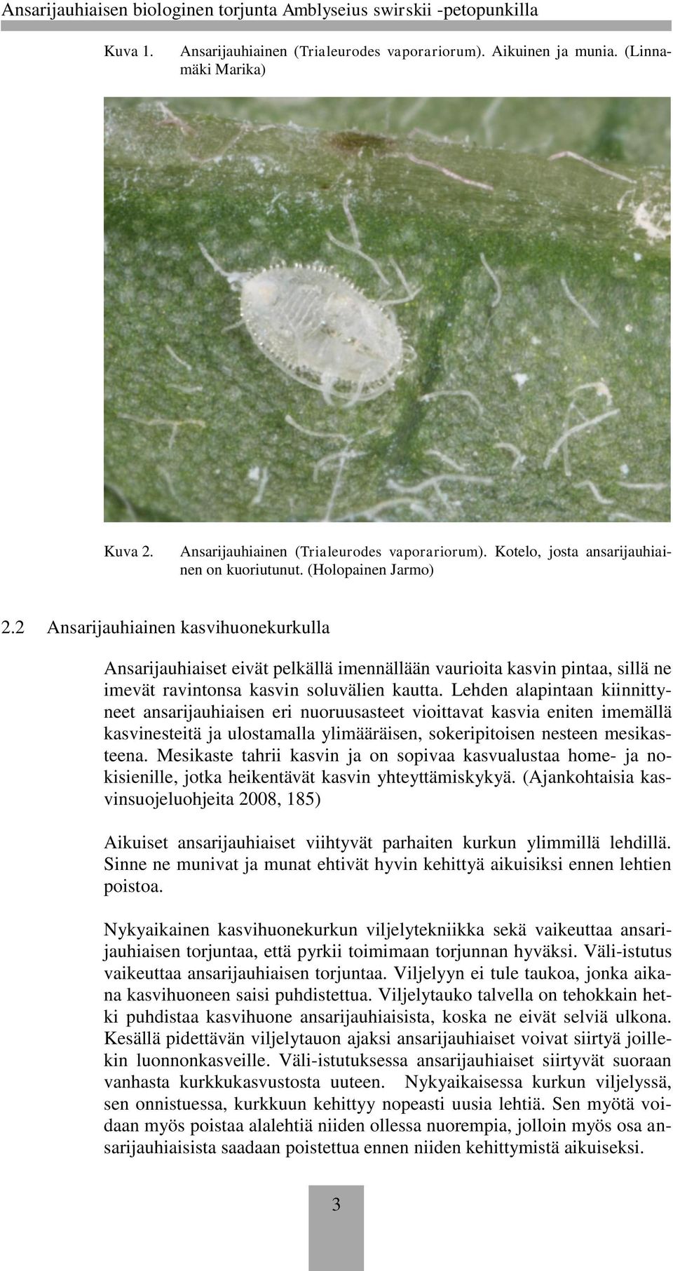 Lehden alapintaan kiinnittyneet ansarijauhiaisen eri nuoruusasteet vioittavat kasvia eniten imemällä kasvinesteitä ja ulostamalla ylimääräisen, sokeripitoisen nesteen mesikasteena.