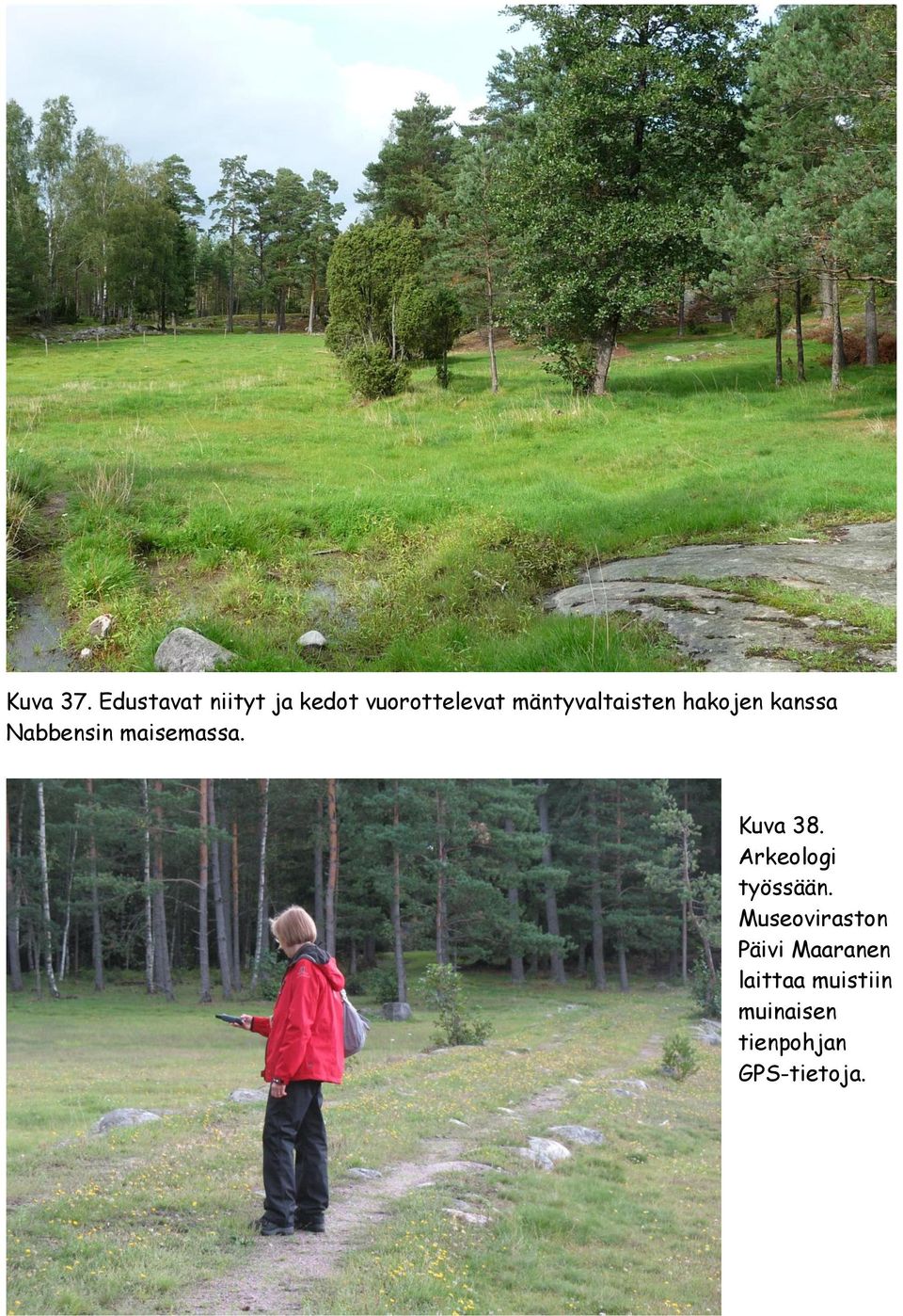 mäntyvaltaisten hakojen kanssa Nabbensin maisemassa.