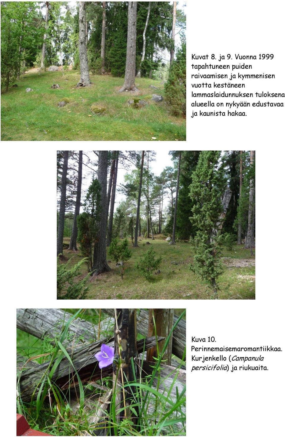 kestäneen lammaslaidunnuksen tuloksena alueella on nykyään