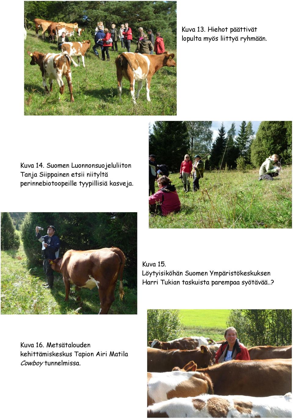 tyypillisiä kasveja. Kuva 15.
