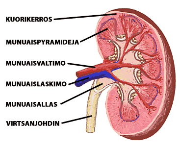 Akuutti munuaisten vajaatoiminta Munuaiset sijaitsevat vatsaontelon takana suunnilleen vyötärön korkeudella Äkillisellä eli