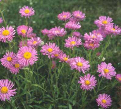 Aster alpinus alppiasteri alpaster 20-30 cm touko-kesäkuu