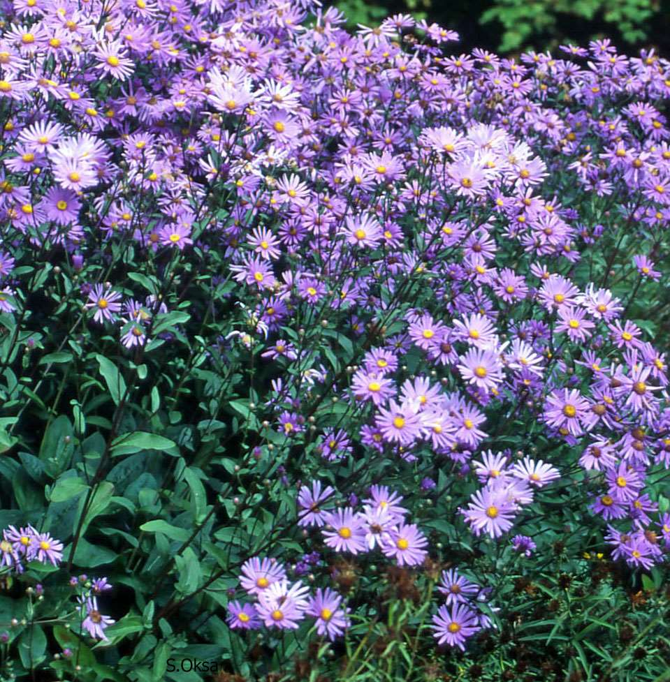 Aster amellus elokuunasteri brittsommaraster 30-60 cm elo-lokakuu vpun.