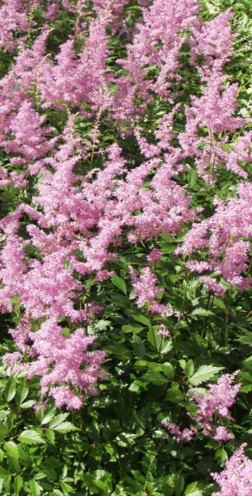 Irrlicht Astilbe Arendsii-Ryhmä tarhajaloangervo astilbe 40-120 cm heinä-syyskuu valk. vpun.