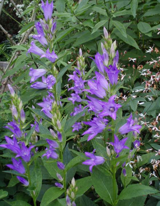 Campanula latifolia ukonkello hässleklocka 60-150 cm heinäkuu valkoinen, sininen