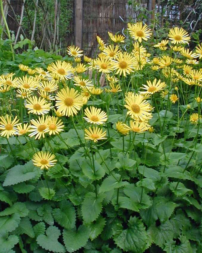 Doronicum orientale kevätvuohenjuuri gemsrot 30-60 cm toukokuu keltainen aurinko-puolivarjo, tuore,
