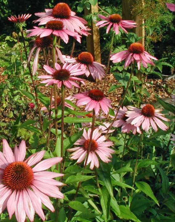 Echinacea purpurea kaunopunahattu röd rudbeckia 80-100 cm heinä-syyskuu valkoinen, vpunainen aurinko,