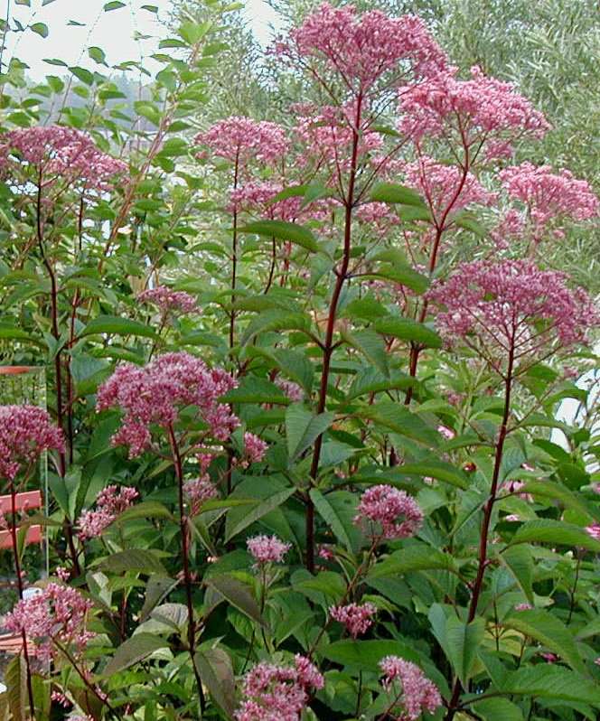 Eupatorium punalatva flockel 100-200 cm heinä-syyskuu vpun., myös valk.