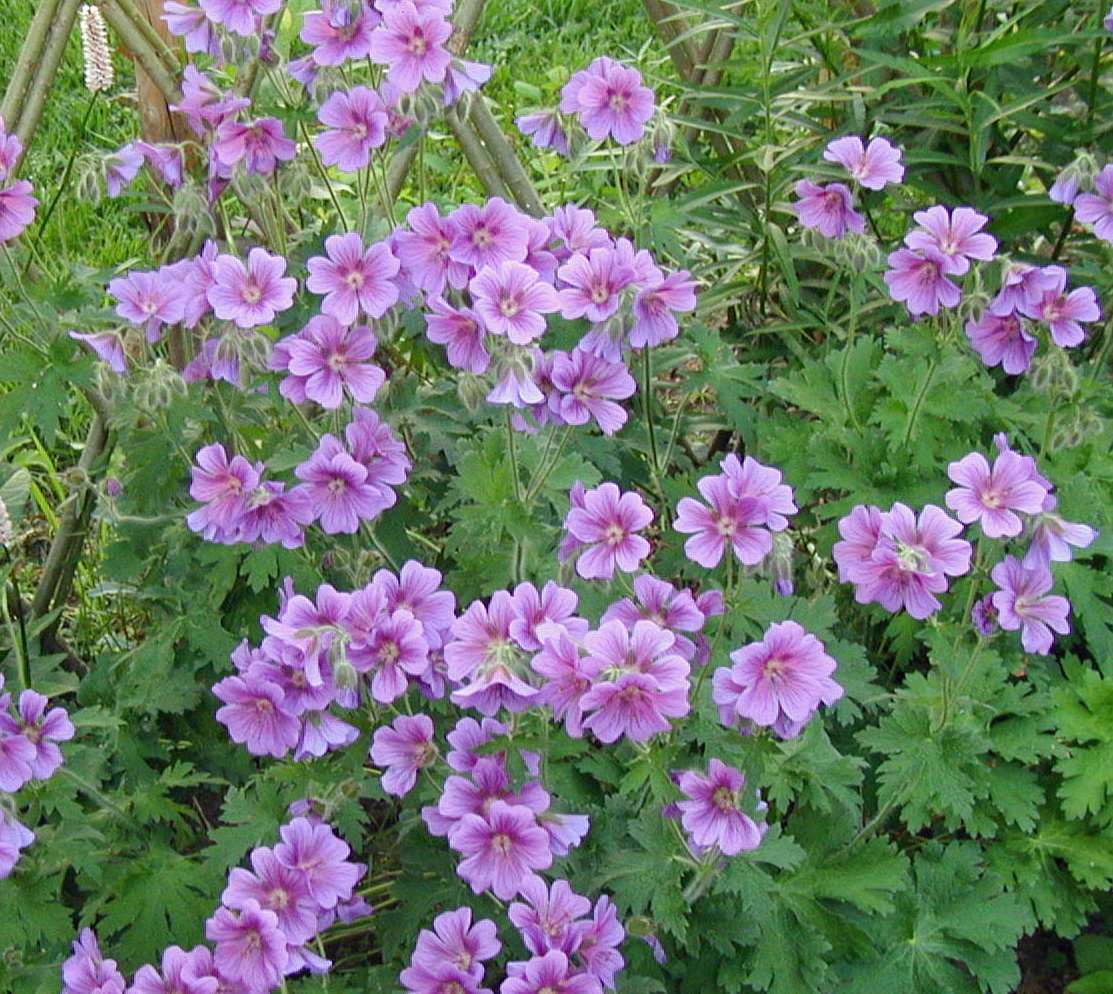 Geranium x magnificum tarhakurjenpolvi kungsnäva 40-60 cm kesä-elokuu sinilila aurinko-puolivarjo,