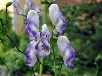 Aconitum x stoerkianum tarhaukonhattu trädgårdsstormhatt 80-150cm heinä-syyskuu sininen, valkoinen puolivarjo, tuore, multava savimaa,