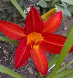 Hemerocallis Hybrida-Ryhmä tarhapäivänlilja daglilja 30-100 cm heinä-syyskuu kelt->pun, valk, paljon erivärisiä lajikkeita, myös kaksi-monivärisiä.