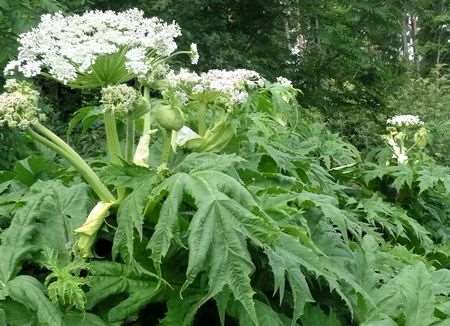 Heracleum persicum persianjättiputki kryddloka 200-500 cm kesä-elokuu valkoinen aurinko-puolivarjo, tuore-kostea, multava savimaa. EI SAA ISTUTTAA MYRKYLLINEN ja leviää erittäin helposti siemenistä!