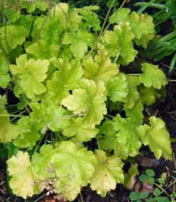 Heuchera keijunkukka alunrot H. sanguinea Sioux Falls Lajeja mm.: 20-70 cm kesä-syyskuu valkoinen, vpun, pun riippuu lajista ja lajikkeesta.