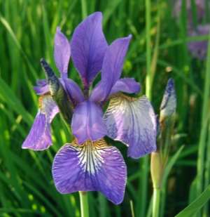 Iris sibirica siperiankurjenmiekka strandiris 45-100 cm touko-heinäkuu sinilila, valkoinen aurinko, tuore-kostea (rantakasvina =vedensyvyys 0-5cm),