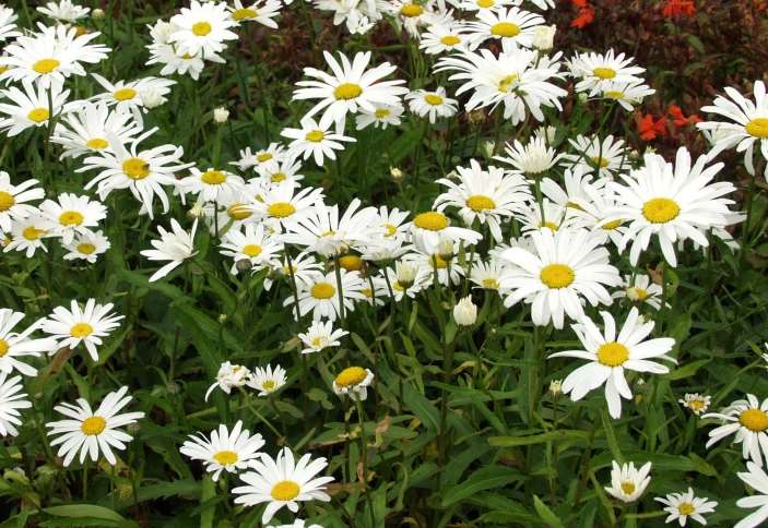 Leucanthemum x superbum isopäivänkakkara jätteprästkrage 30-100cm heinä-syyskuu valkoinen aurinkoinen, tuore, läpäisevä, ravinteikas hiekkamaa