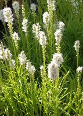 Liatris spicata noropunatähkä rosenstav 40-90 cm heinä-syyskuu liilanpunainen, valkoinen aurinko, (kuiva-)tuore, läpäisevä hiekkapitoinen,