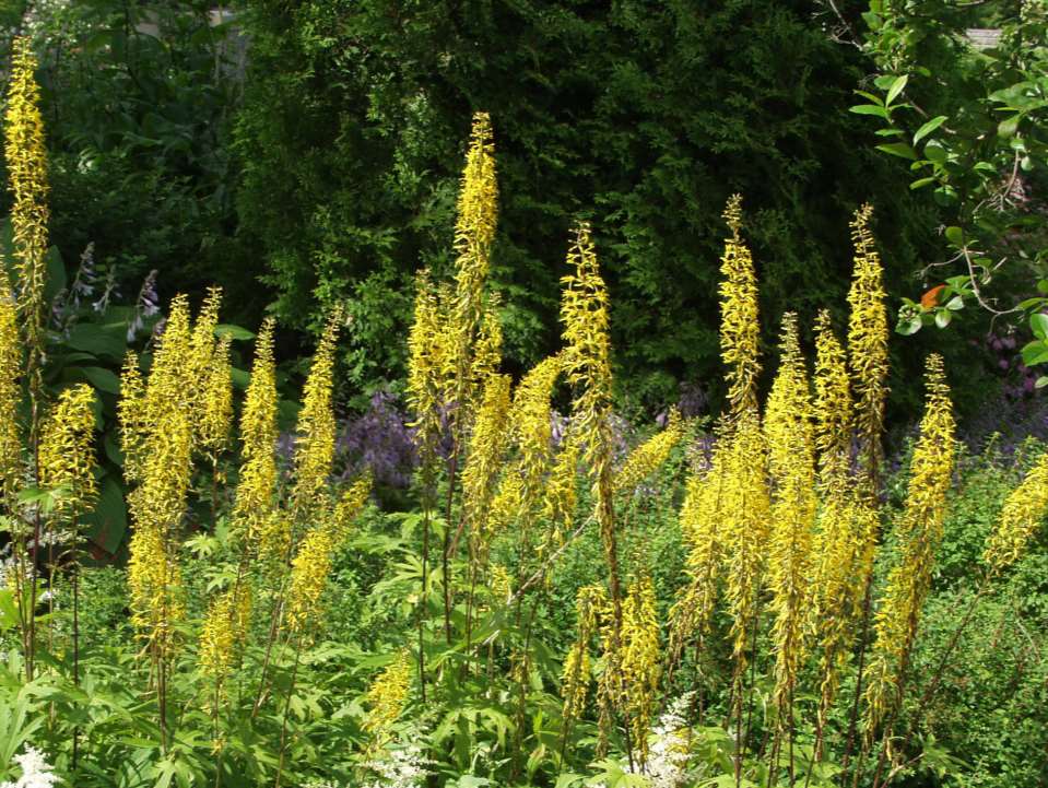 Ligularia przewalskii valtikkanauhus spirstånds 120-180 cm heinä-elokuu keltainen