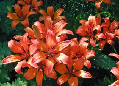 Lilium Hollandicum-Ryhmä tarhasarjalilja flocklilja 60-120 cm heinäkuu eri