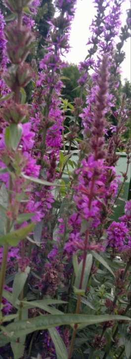 Lythrum salicaria pohjanrantakukka fackelblomster 50-120 cm heinä-elokuu sinertävänpunainen aurinko-puolivarjo, tuoremärkä, savinen humuspitoinen maa, ravinteikas.