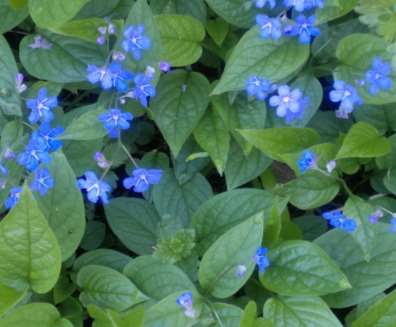 Omphalodes verna kevätkaihonkukka ormöga 10-20 cm touko-kesäkuu sininen puolivarjo-varjo, tuore, humuspitoinen, multava,