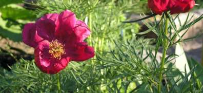 Paeonia pionit pioner Bowl of Beauty Duchesse de Nemours 50-90 cm touko-heinäkuu valkoinen, punaisen eri sävyt aurinko-puolivarjo, tuore, multava, savinenkin, kalkittu läpäisevä maa, ravinteikas.
