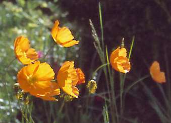 Papaver croceum siperianunikko sibirisk vallmo 25-40 cm touko-syyskuu yleensä sekoitus; kelt., pun., oranssi ja valk.