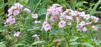 Phlox paniculata syysleimu höstflox 90-120 cm heinä-syyskuu valk., punaisen eri sävyt, lila. aurinko(-puolivarjo), tuore, humuspitoinen, multava, savipitoinen, läpäisevä ja ravinteikas kasvualusta.