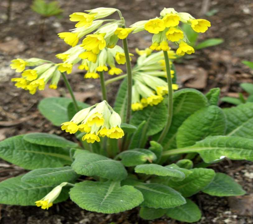 Primula veris kevätesikko gullviva 20-35 cm toukokuu keltainen puolivarjo-varjo, tuore-kostea, multava