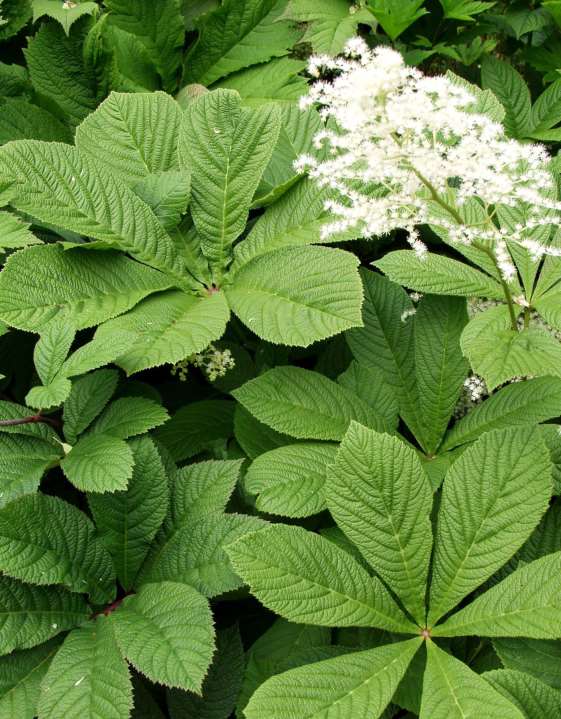 Rodgersia aesculifolia sormivaleangervo kastanjerodgersia 80-100 cm kesä-heinäkuu valk.