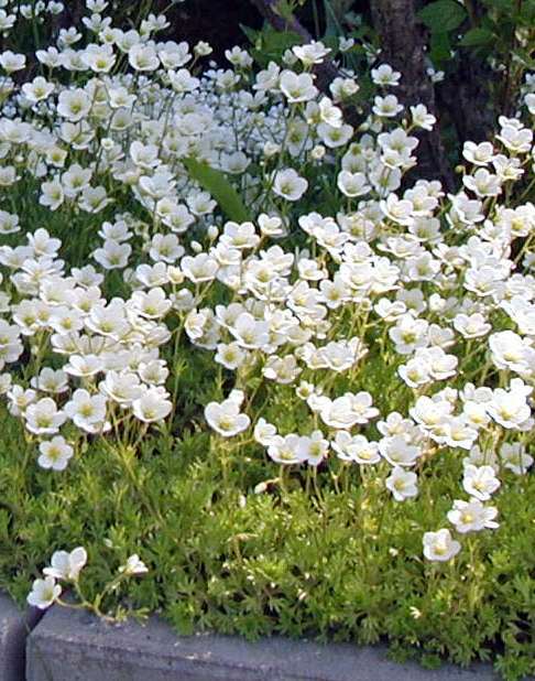 Saxifraga Arendsii-Ryhmä patjarikko rosenbräcka 15-20 cm touko-kesäkuu valk., vpun., pun.