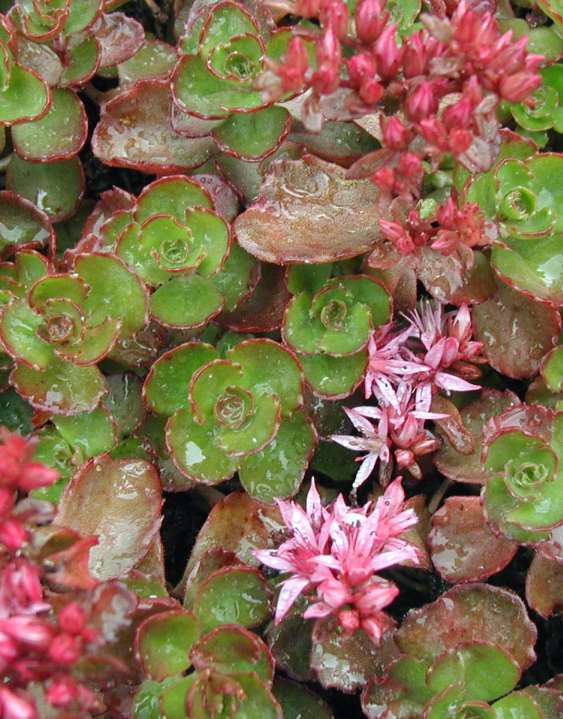 Sedum spurium kaukasianmaksaruoho kaukasiskt fetblad 10-15 cm heinä-elokuu valk., vpun., pun. aurinko-puolivarjo, kuiva-tuore, multava, läpäisevä ja ravinteikas.