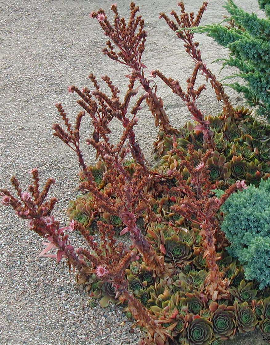Sempervivum tectorum kattomehitähti taklök 5/20-30 cm heinä-elokuu vpun., pun.
