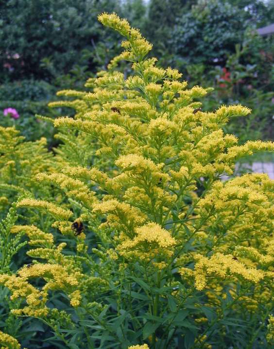 Solidago Canadensis-Ryhmä tarhapiisku trädgårdsgullris 30-100 cm heinä-syyskuu keltainen aurinko, tuore-kostea, multava savimaa, ravinteikas.