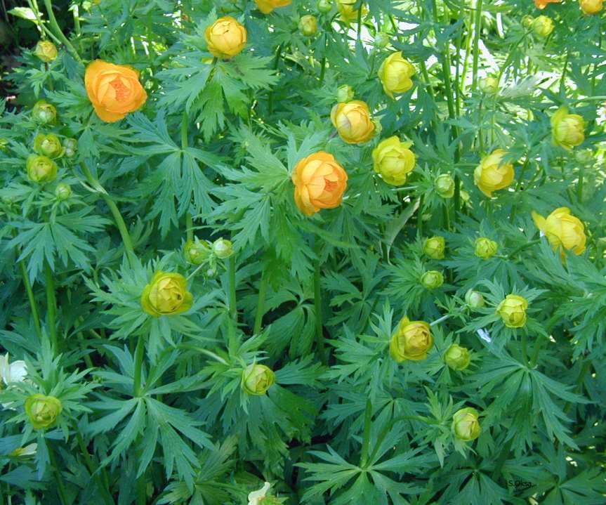 Trollius Cultorum-Ryhmä tarhakullero trädgårdssmörboll 60-80 cm touko-heinäkuu keltainen, oranssi aurinko-puolivarjo, tuore-kostea, multava savimaa, ravinteikas.