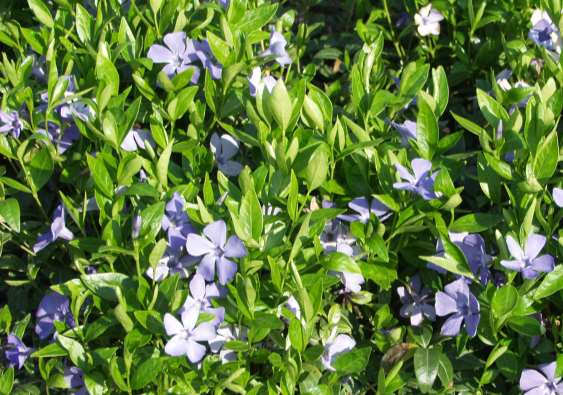 Vinca minor pikkutalvio vintergröna 10-15 cm touko-kesäkuu sin., lilanpun., valk. puolivarjo-varjo, tuore, multava, humuspitoinen savimaa, ravinteikas.