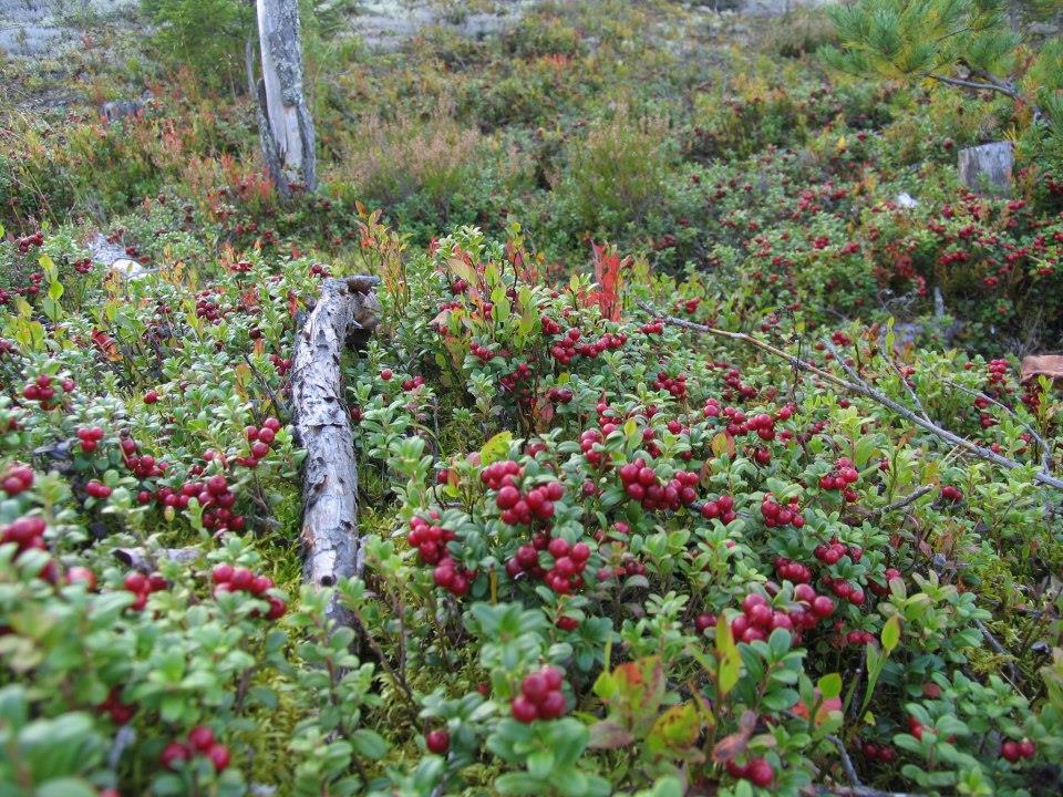 Kysy lisää! Luomumetsistä moneksi hanke: Projektipäällikkö Birgitta Partanen, Ruralia-instituutti birgitta.partanen@helsinki.fi, p.