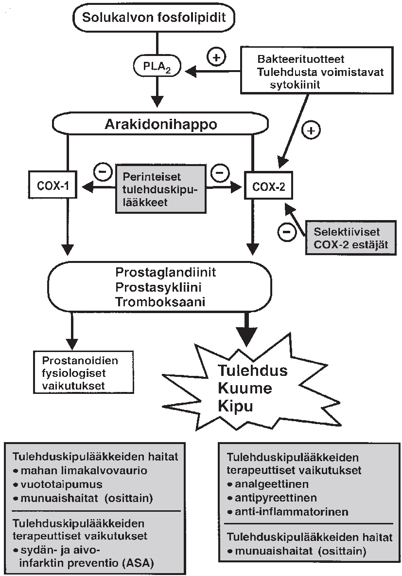 Tulehduskipulääkkeet (NSAID) Estävät prostanoidien