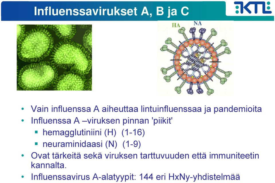 (1-16) neuraminidaasi (N) (1-9) Ovat tärkeitä sekä viruksen tarttuvuuden