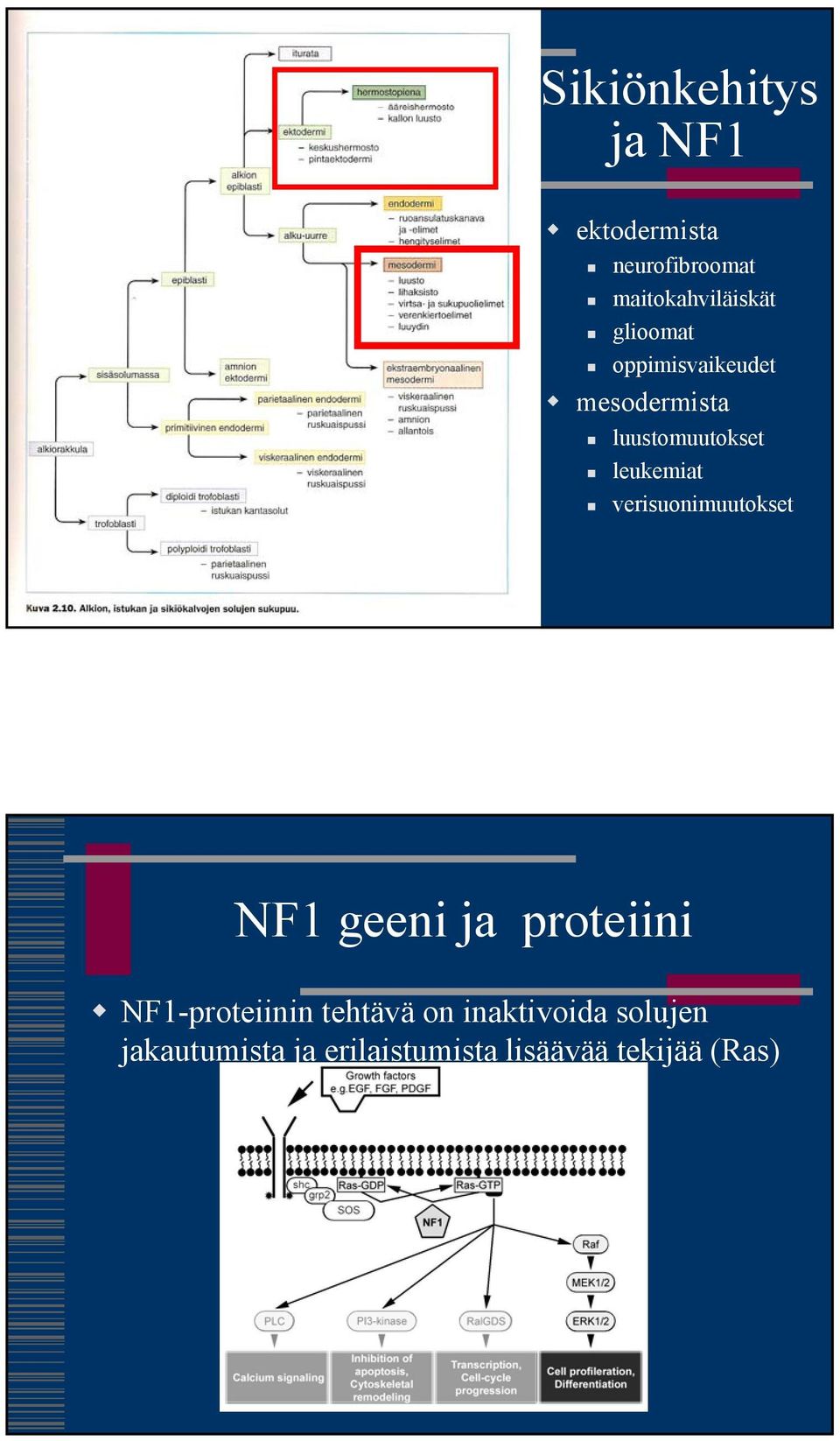luustomuutokset leukemiat verisuonimuutokset NF1 geeni ja proteiini