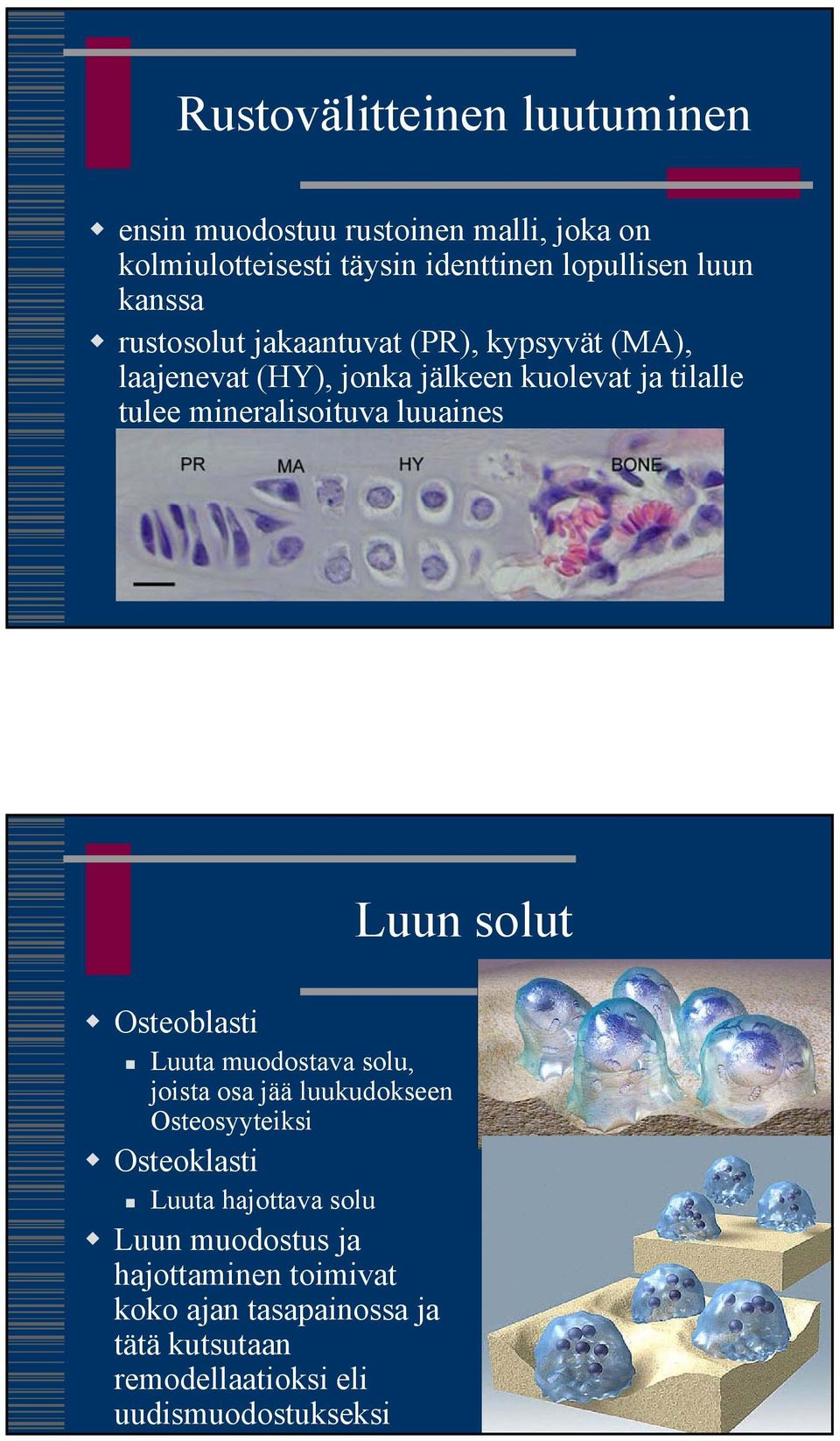 luuaines Luun solut Osteoblasti Luuta muodostava solu, joista osa jää luukudokseen Osteosyyteiksi Osteoklasti Luuta