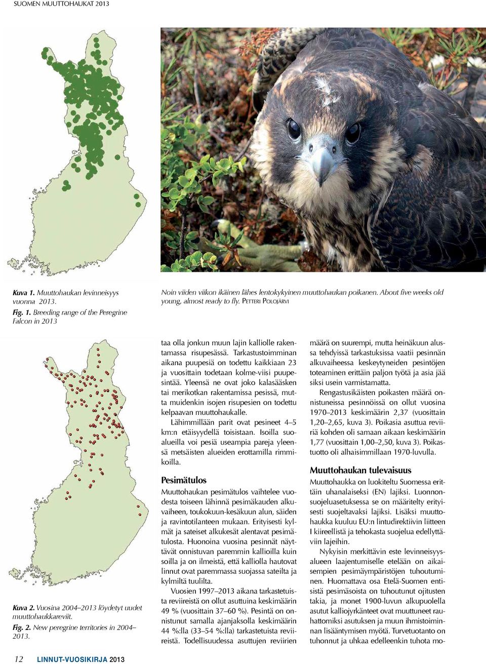 taa olla jonkun muun lajin kalliolle rakentamassa risupesässä. Tarkastustoimminan aikana puupesiä on todettu kaikkiaan 23 ja vuosittain todetaan kolme-viisi puupesintää.