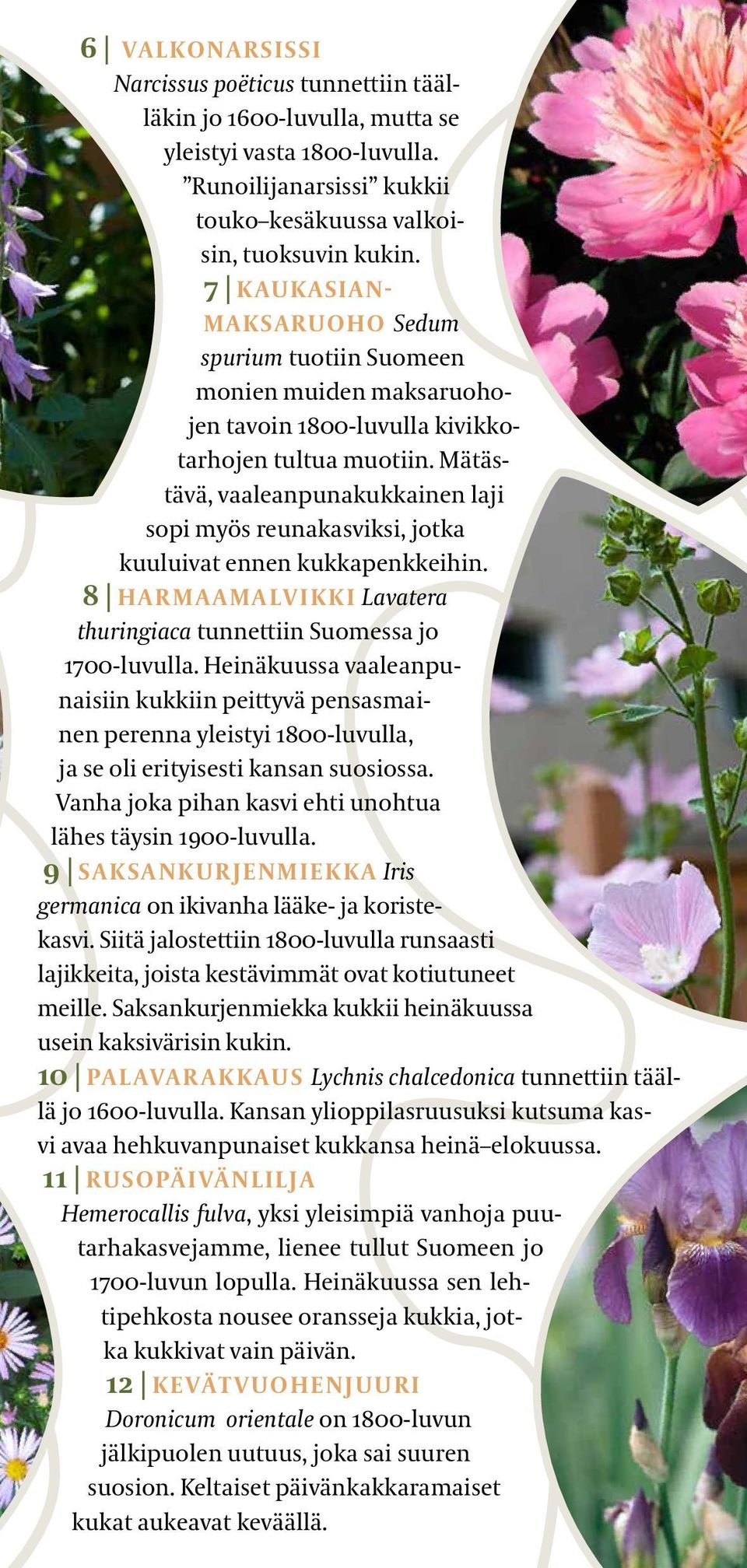 Mätästävä, vaaleanpunakukkainen laji sopi myös reunakasviksi, jotka kuuluivat ennen kukkapenkkeihin. 8 HARMAAMALVIKKI Lavatera thuringiaca tunnettiin Suomessa jo 1700-luvulla.