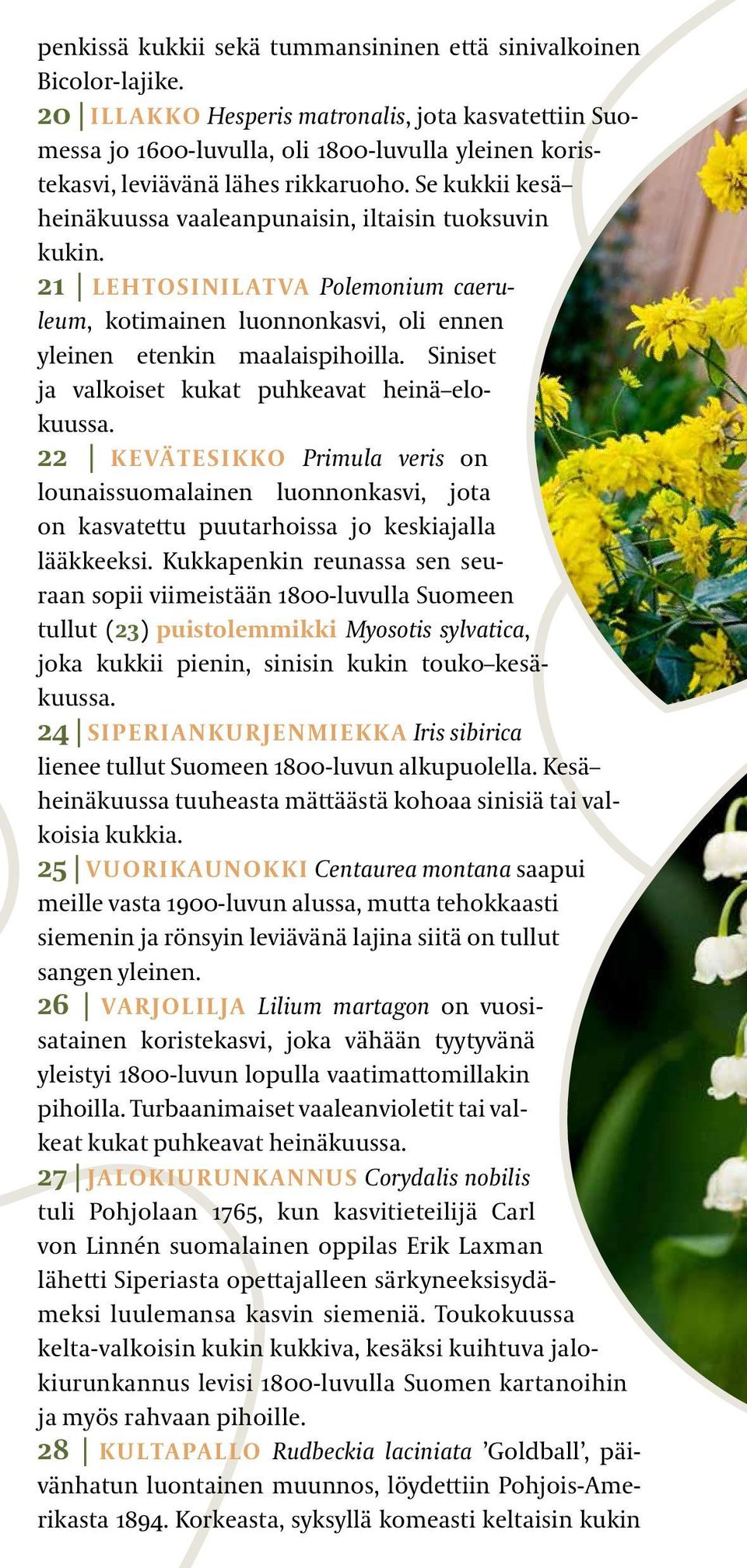 Se kukkii kesä heinäkuussa vaaleanpunaisin, iltaisin tuoksuvin kukin. 21 LEHTOSINILATVA Polemonium caeruleum, kotimainen luonnonkasvi, oli ennen yleinen etenkin maalaispihoilla.