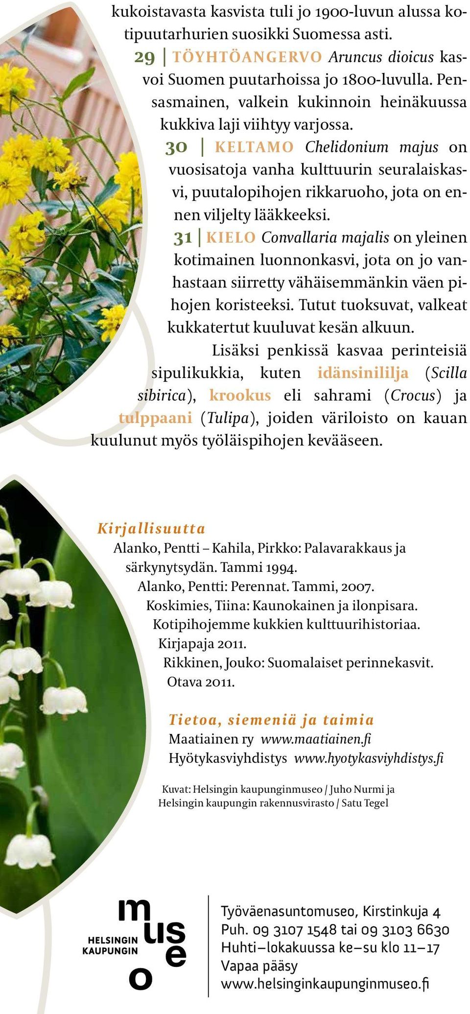 30 KELTAMO Chelidonium majus on vuosi satoja vanha kulttuurin seuralaiskasvi, puutalopihojen rikkaruoho, jota on ennen viljelty lääkkeeksi.